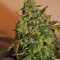 Somango (Soma Seeds)