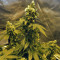 Sour Tangie (Reserva Privada)