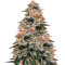 Strawberry Sorbet (DNA Genetics)