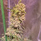 Tangie'matic Auto Seeds