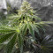 Wedding Gelato feminized seeds