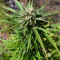 Widow Remedy regular seeds