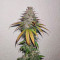 Afghan Kush (Herbies Seeds)