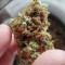 Big Bud Autoflower strain