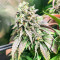 Chem Cookies Feminized Seeds (AlphaFem Seeds)