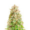 Forbidden Fruit (Herbies Seeds)
