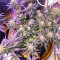 Graines féminisées de Gelato Glue Autoflower (EGS)