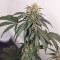 Ghost Train Haze x Pellezino (Herbies Seeds)