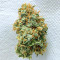 Glue Sherbert Feminized Seeds (AlphaFem Seeds)