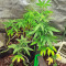 Graines de Godzilla Original Glue GG#4 Auto (Herbies Seeds)