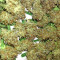 Graines de cannabis Gorilla x Lilly (Expert Seeds)