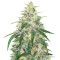 Kosher Kush (Herbies Seeds)