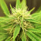 Lemon Haze Auto (Expert Seeds) feminized seeds
