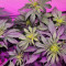 Northern Lights Auto (Expert Seeds)