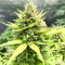 Graines de cannabis Northern Lights x Big Bud Auto (Expert Seeds)