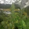 Tangie'matic Seeds