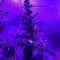 Vente de graines de cannabis Panama Lime Auto (Flash Seeds)
