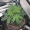 Skywalker OG Seeds - Cannabis Strain Seeds for Sale