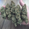 Do-Si-Dos OG Seeds - Cannabis Strain Seeds for Sale