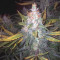 Venta de Six Shooter Auto (Fast Buds) | Semillas de marihuana feminizadas