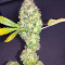 Blue Cheese Seeds (RQS) - Cannabis Strain Seeds for Sale