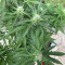 Northern Lights Seeds (Seedstockers) - Cannabis Strain Seeds for Sale