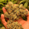 Vendita di semi di cannabis Super Lemon Haze Auto fem