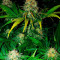Critical Seeds - Cannabis Strain Seeds for Sale