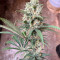 Gorilla Cookies Fast Flowering Seeds(Fast Buds) - Cannabis Strain Seeds for Sale