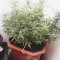 Buy Auto Brooklyn Sunrise feminized seeds by Dutch Passion