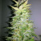 Sour Livers Auto feminized seeds