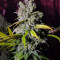 Blue Gelato 41
