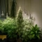 Café Racer Auto Seeds