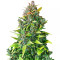 CBD Auto 20:1 feminized seeds