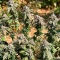 Graines de cannabis Cream Auto (BlimBurn Seeds)