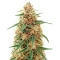 Doctor Shiva Auto (Flash Seeds)