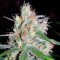 Double Black (G13 Labs)