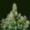 Semi Femminizzati Forbidden Runtz Auto (Fast Buds)