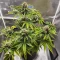 Forgotten Cookies Auto (Mephisto Genetics)