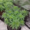 Haze Berry Seeds