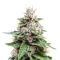 Medi Bomb 2 feminized seeds