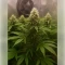 Northern Light Automatic Seeds (RQS)
