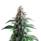 Northern Lights Seeds