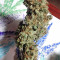 Graines de cannabis Panama x Bangi Haze (Ace Seeds)