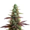 Platinum Cookies Seeds