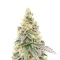 Purple Tropicana Cookies Seeds (Seedkeepers)