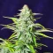 Semi Femminizzati Section 781 Autoflowering (Blimburn x Herbies)