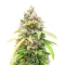 Semi Femminizzati Section 781 Fast Flowering (Blimburn x Herbies)