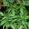 Sticky Dream (Positronics Seeds)