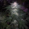 The New Seeds